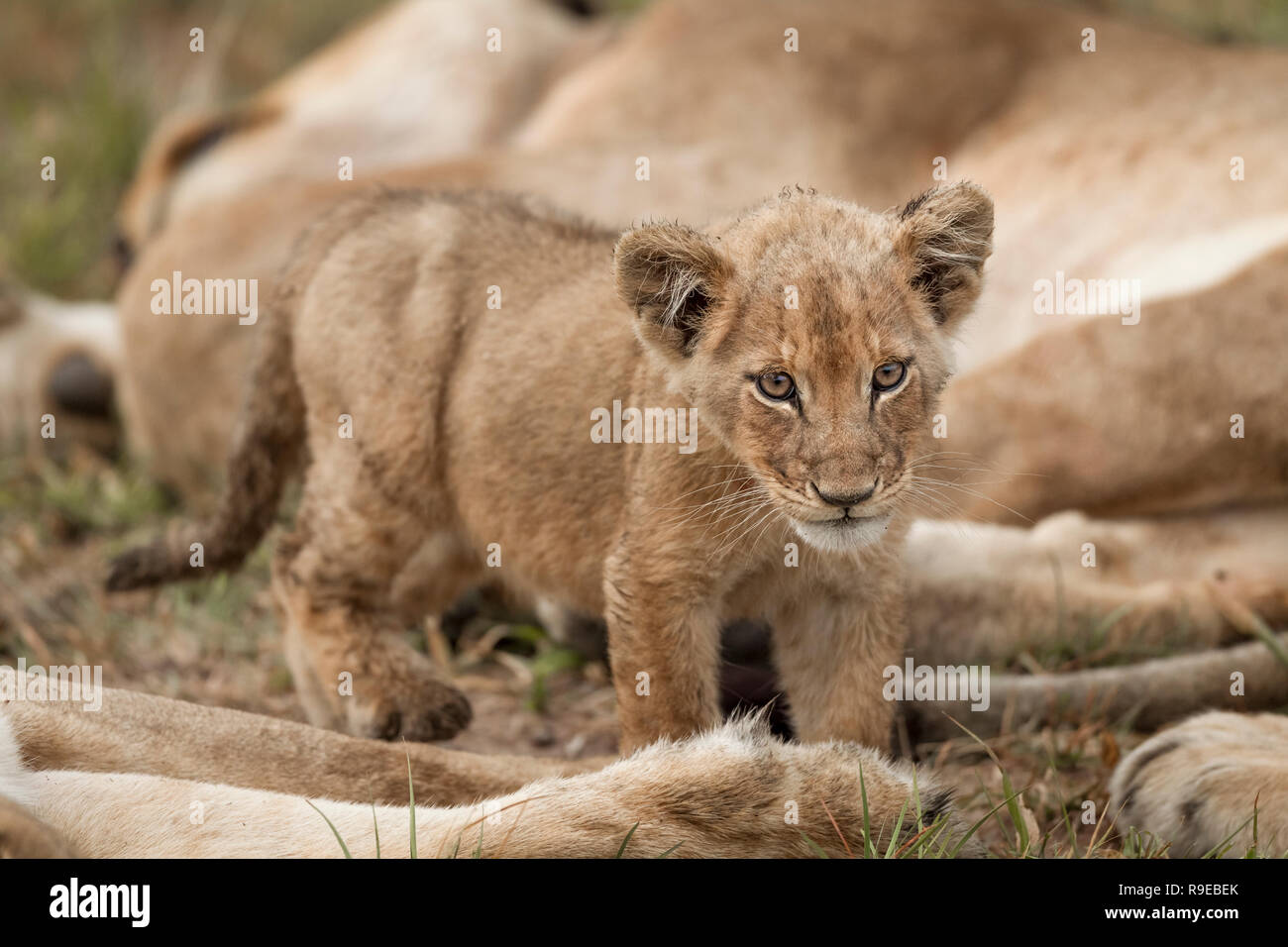 cute baby lion cub standing between sleeping lionesses in grass Stock Photo