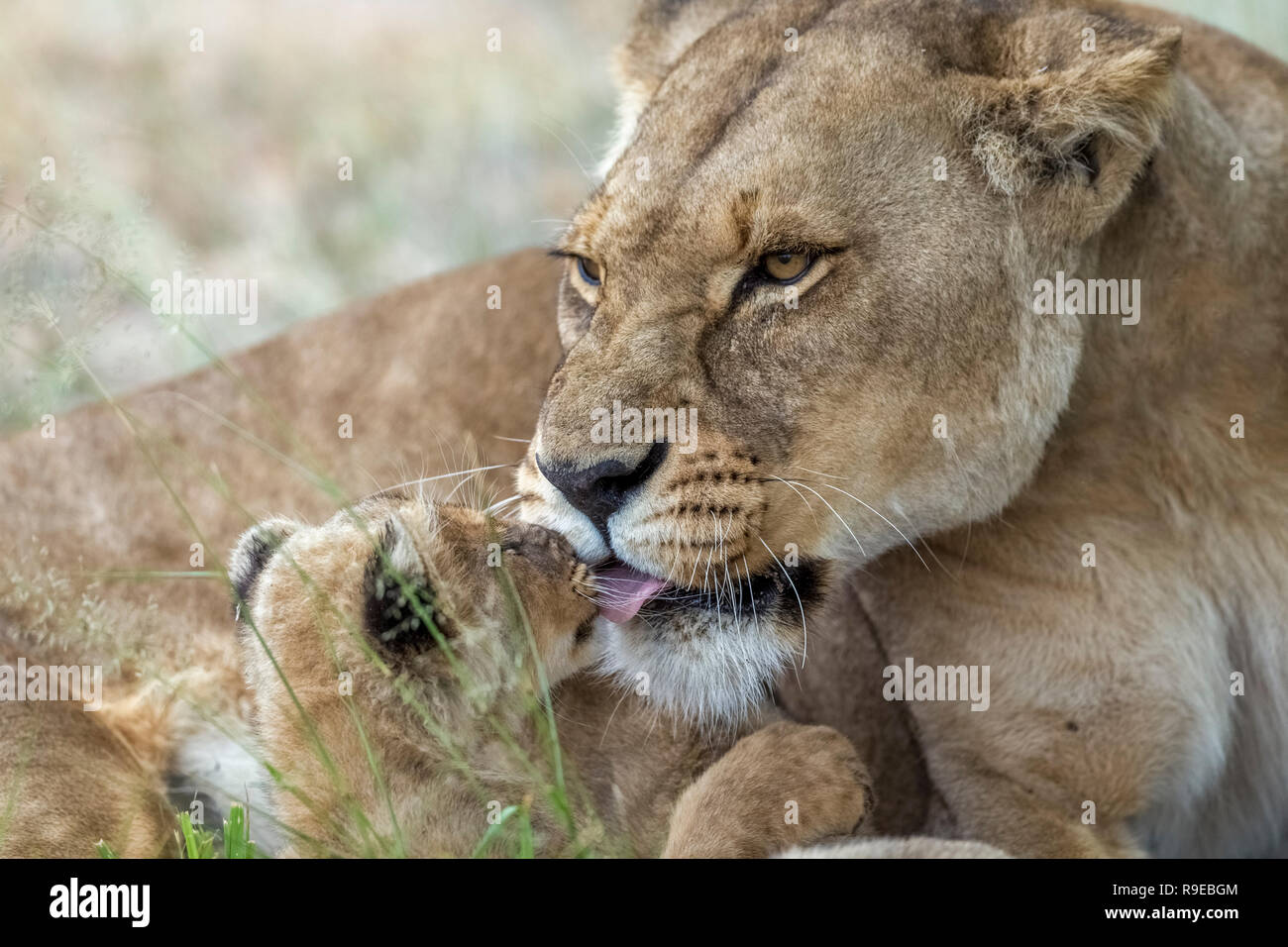 mother lioness licking her cub's face Stock Photo