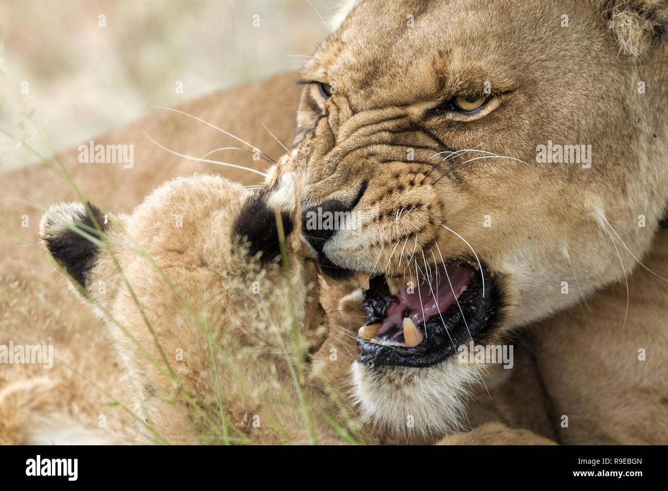 mother lioness growling and snarling at her cub Stock Photo
