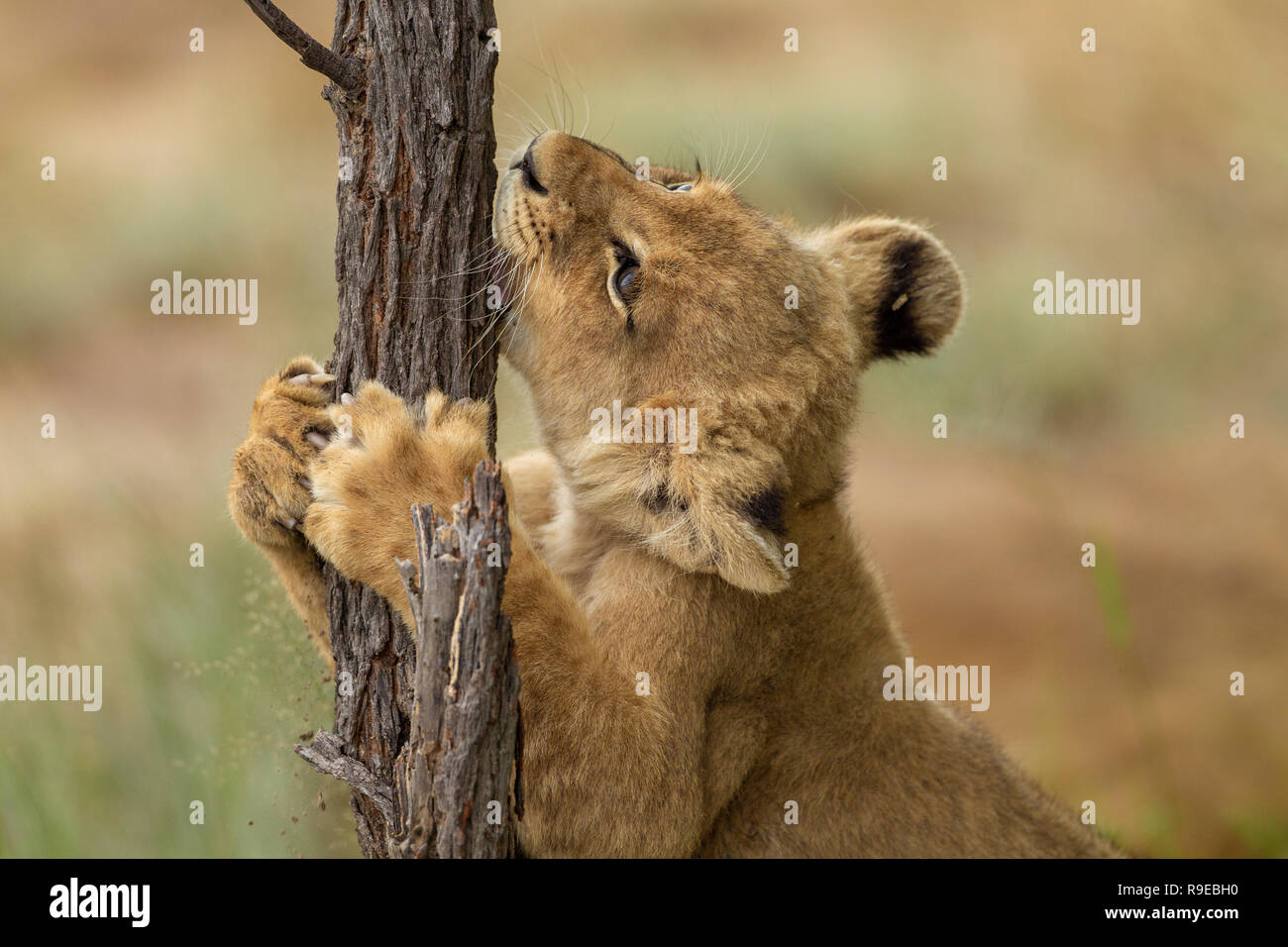 cute little lion cub playing and holding treestump Stock Photo