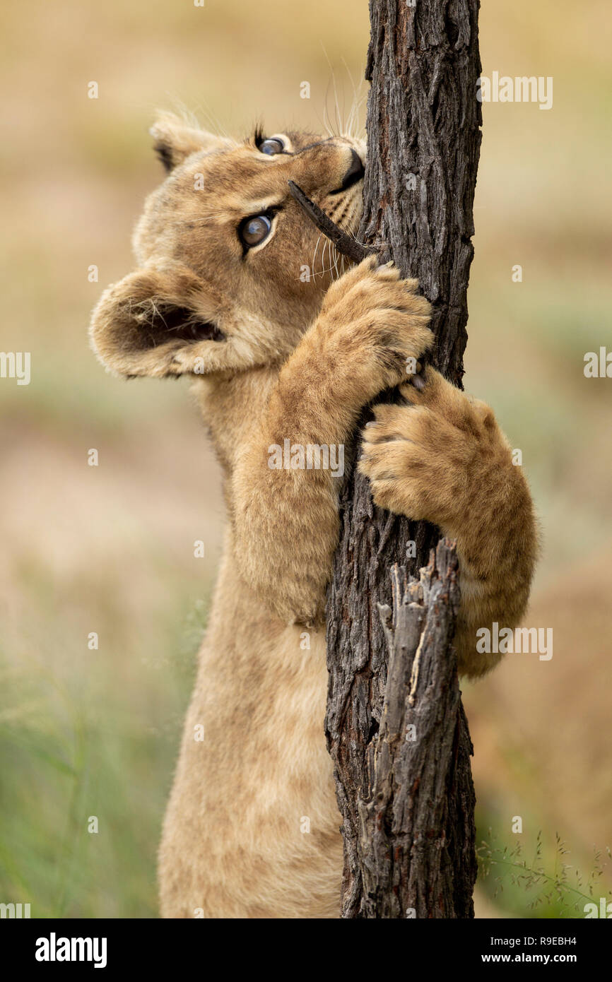 Cute lion cub grabbing and biting a tree while standing on his hind legs and looking up Stock Photo