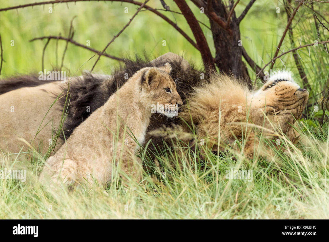 lion cub sitting next to male lion with black mane lying on his back in long grass Stock Photo