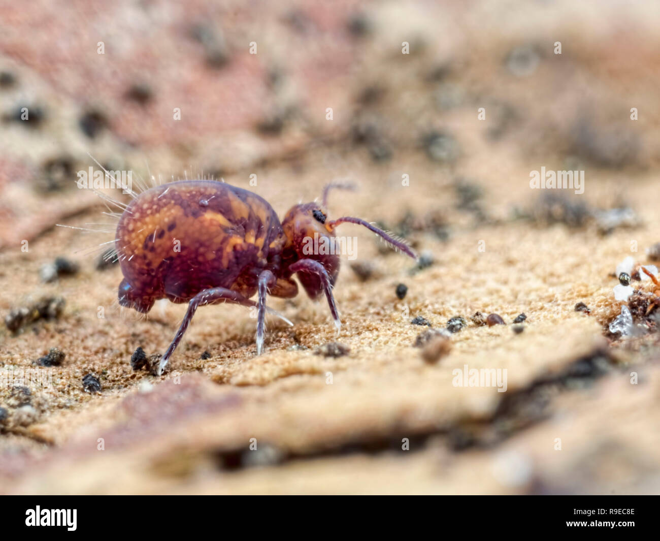 Take a walk with a tiny globular springtail (Order Symphypleona) Stock Photo
