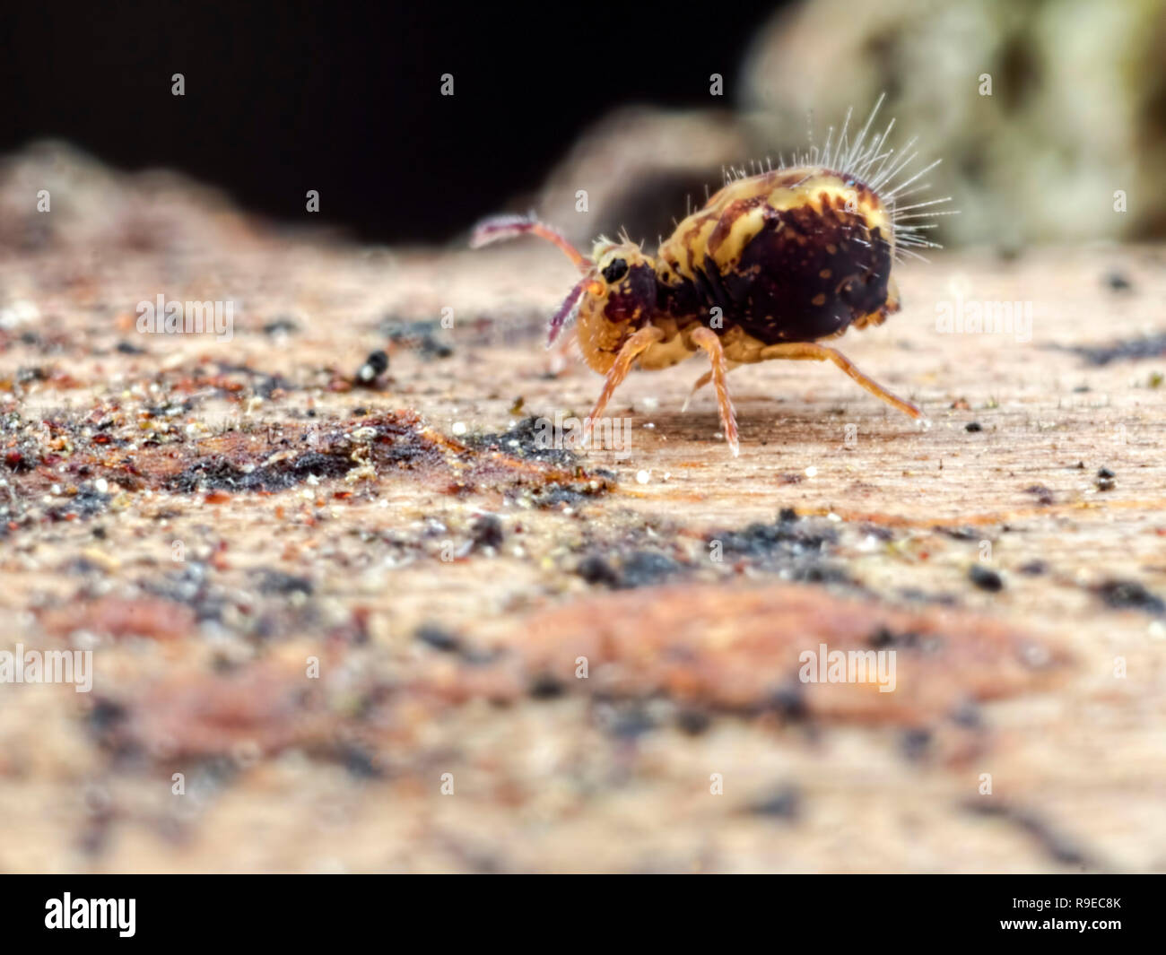 Walk on the wildside. A tiny globular springtail (Order Symphypleona) walking along a decaying log Stock Photo
