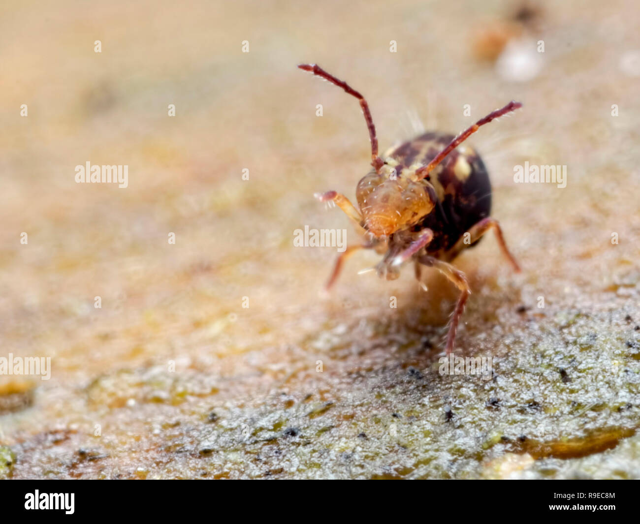 Mr Friendly globular springtail (Order Symphypleona) Stock Photo