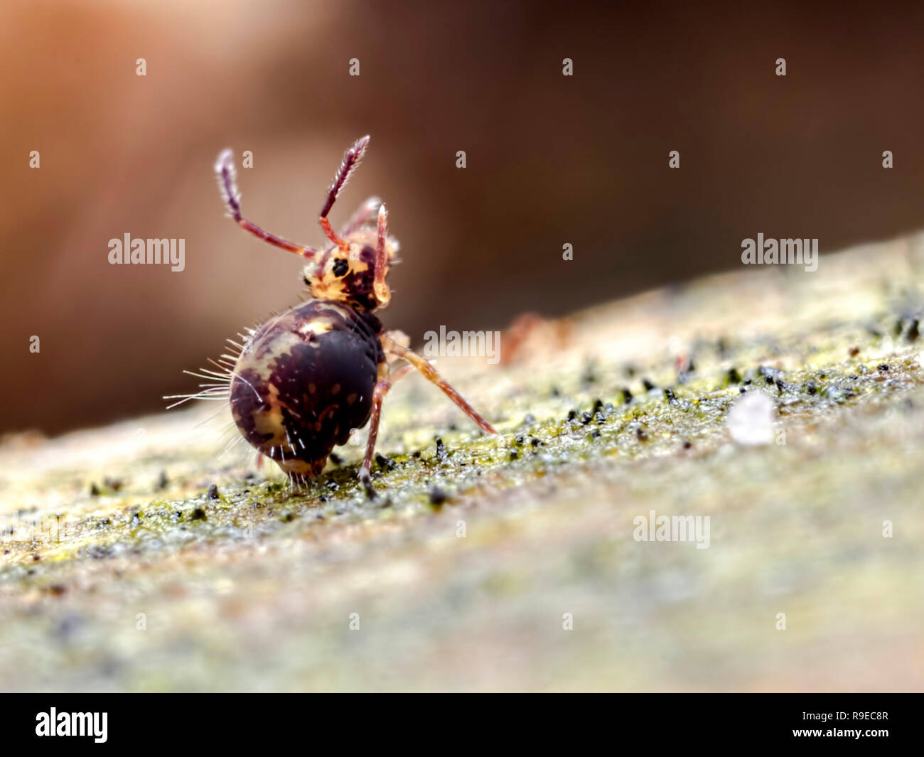Reaching for the Stars! A globular springtail (Order Symphypleona) with its legs waving in the air Stock Photo