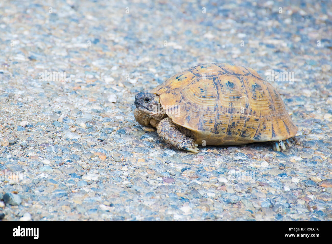 Beautiful tortoise on the road, Morocco, Africa Stock Photo