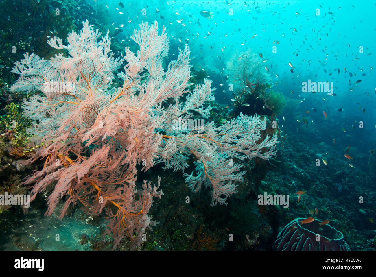 Healthy ecosystem – coral reef near the Bali island Stock Photo - Alamy