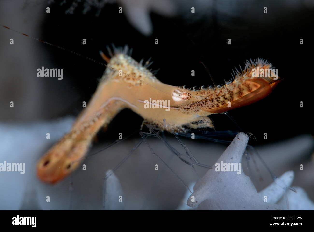 Long nose rock shrimp on a soft grey sponge in Indonesia Stock Photo