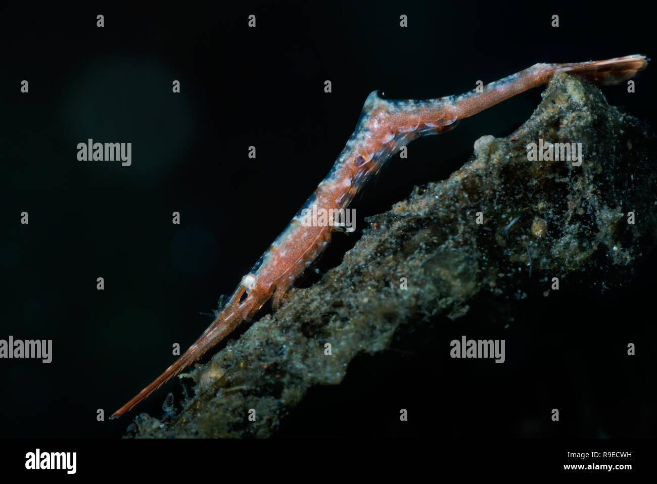 Ocellated tozeuma shrimp on a sandy hydroid in Indonesia Stock Photo
