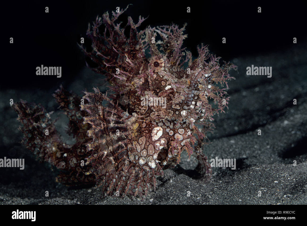 Close up portrait of the Lacy scorpionfish Stock Photo