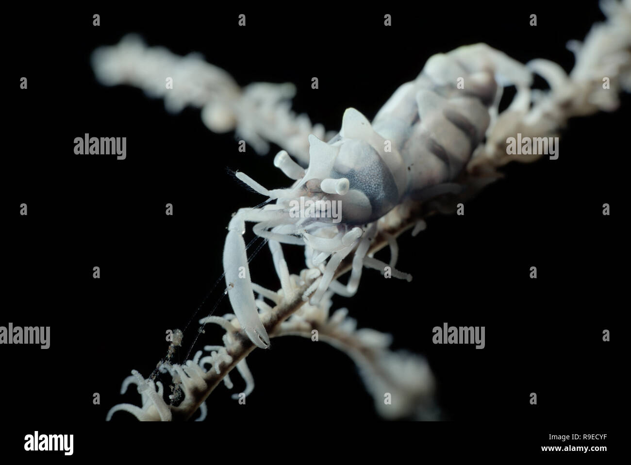 Shrimp on a black coral in the Bali Sea, Indonesia Stock Photo