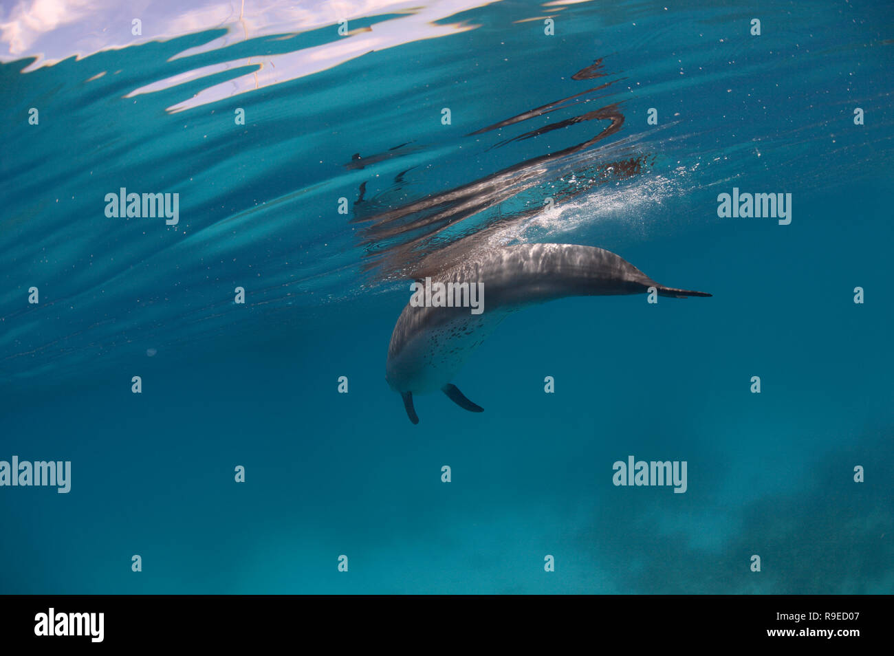 Dolphins Playing Crystal Clear Water Byron Stock Photo 1586219950