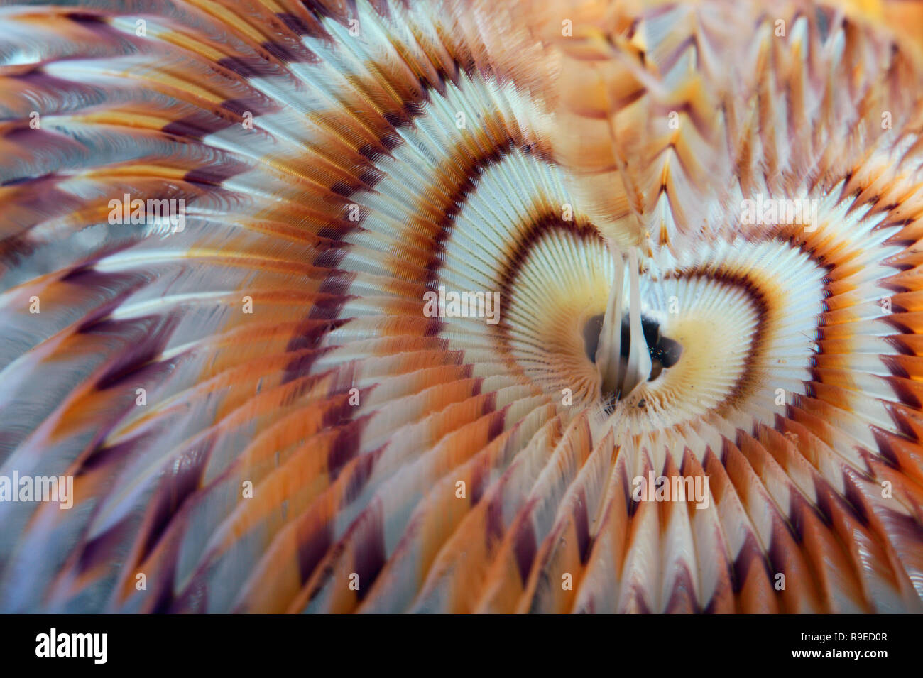 Close up view of the tiger feather duster tube worm Sabellidae with heart pattern Stock Photo