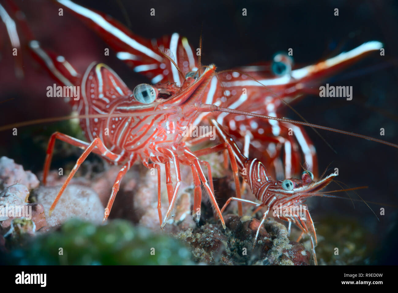 Cleaning shrimps Stock Photo