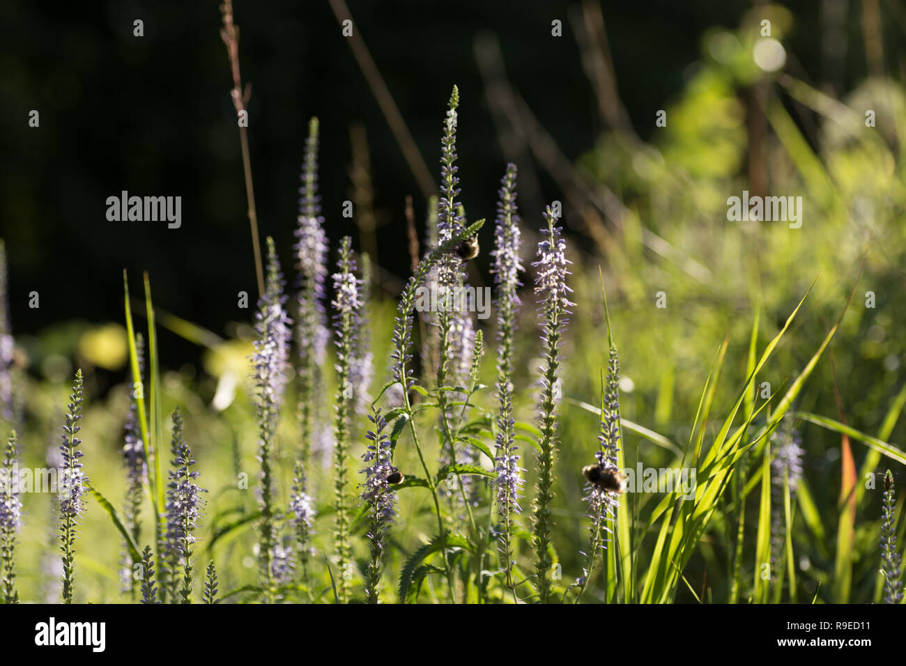Beautiful meadow with wild flowers Stock Photo