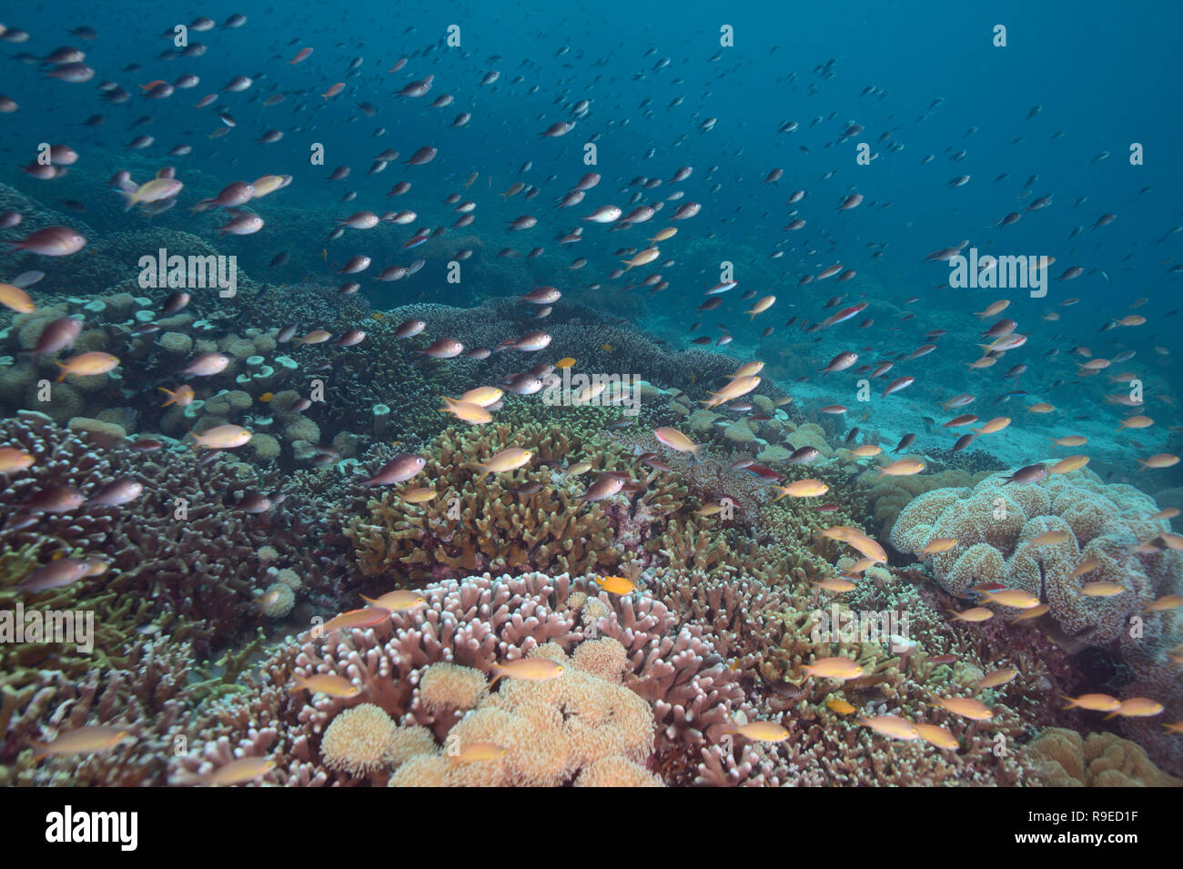 Healthy ecosystem – coral reef near the Bali island Stock Photo - Alamy