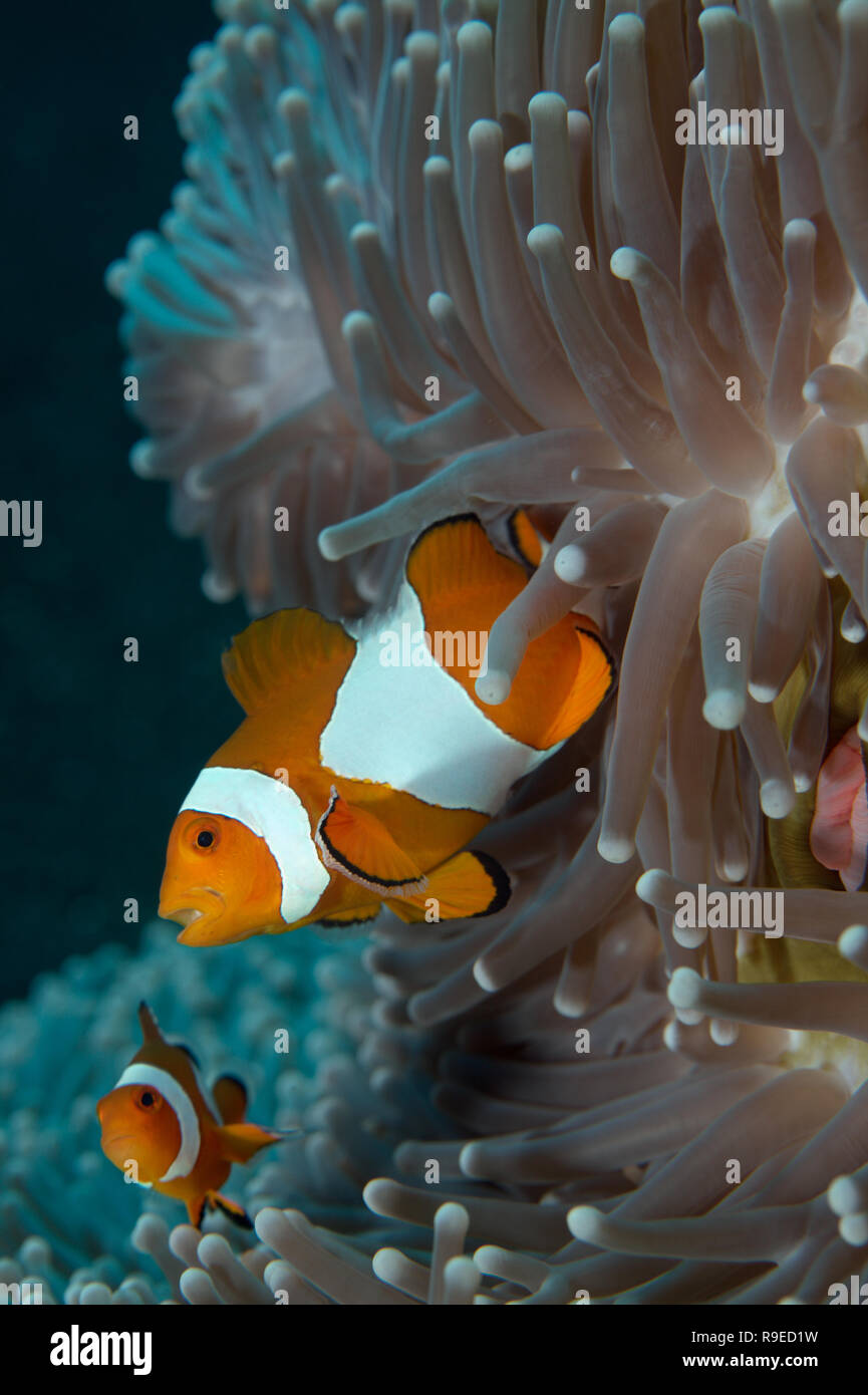 False clown anemonefish in the sea anemone Stock Photo