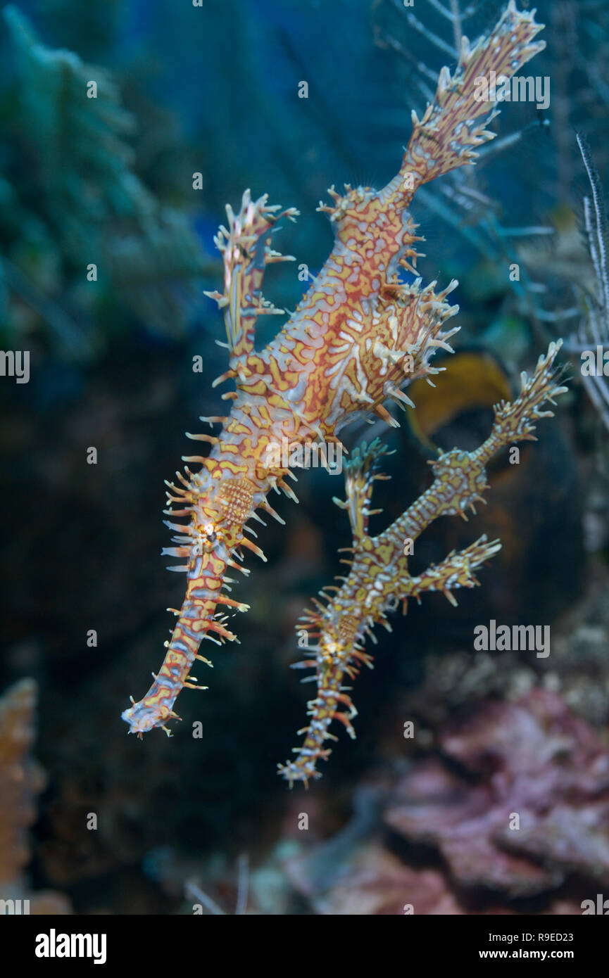 Two ornate ghost pipefish Stock Photo