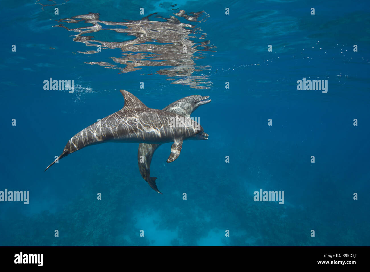 A school of wild bottlenose dolphins swimming in the crystal clear waters of the Red Sea near Hurghada, Egypt. Stock Photo