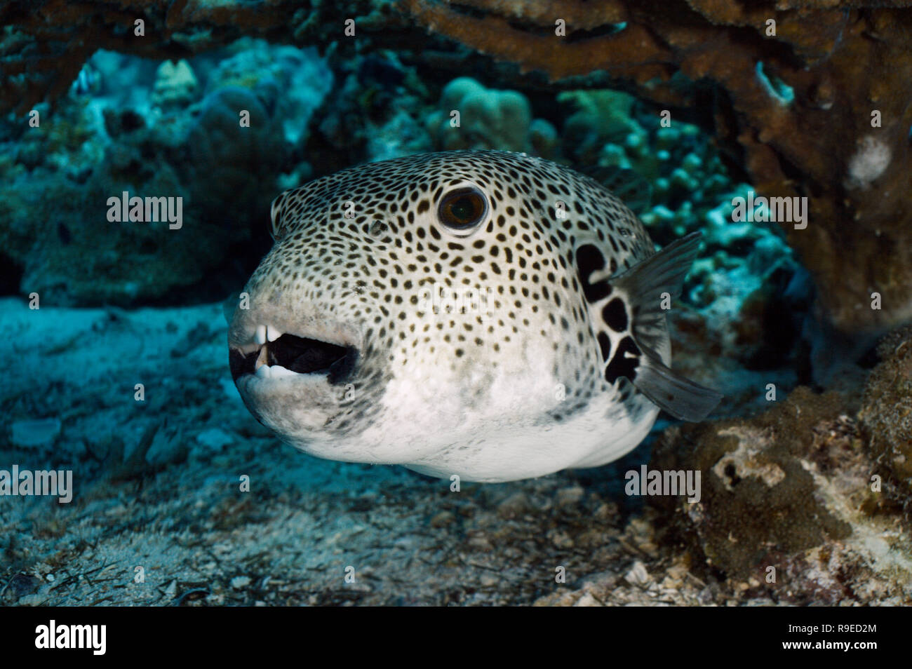 Giant pufferfish (Arothron stellatus) resting under the table coral Stock Photo