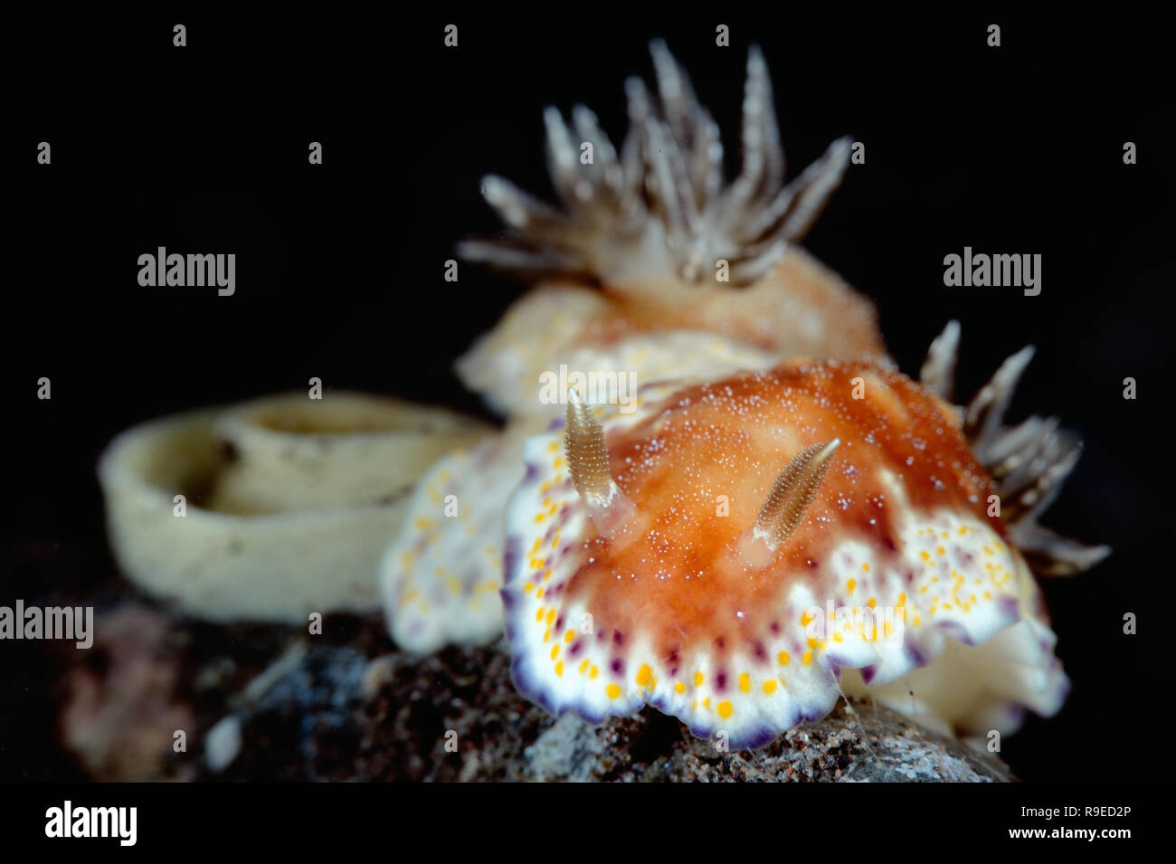 Macro paradise - Chromodoris nudibranches laying eggs close up photo near Bali island, Indonesia Stock Photo