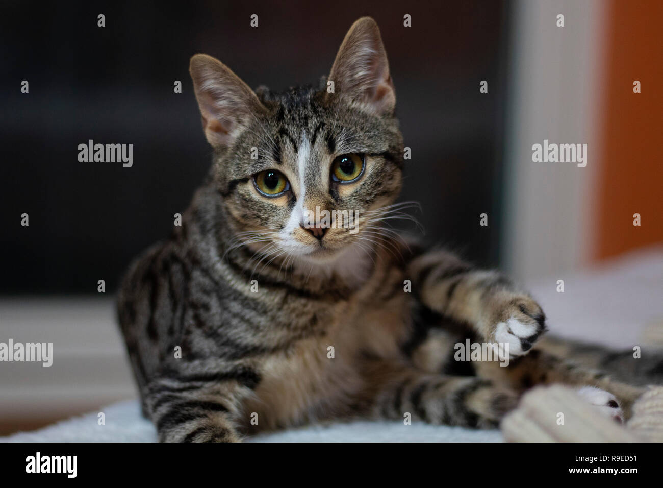 Cute and adorable cat in my home Stock Photo