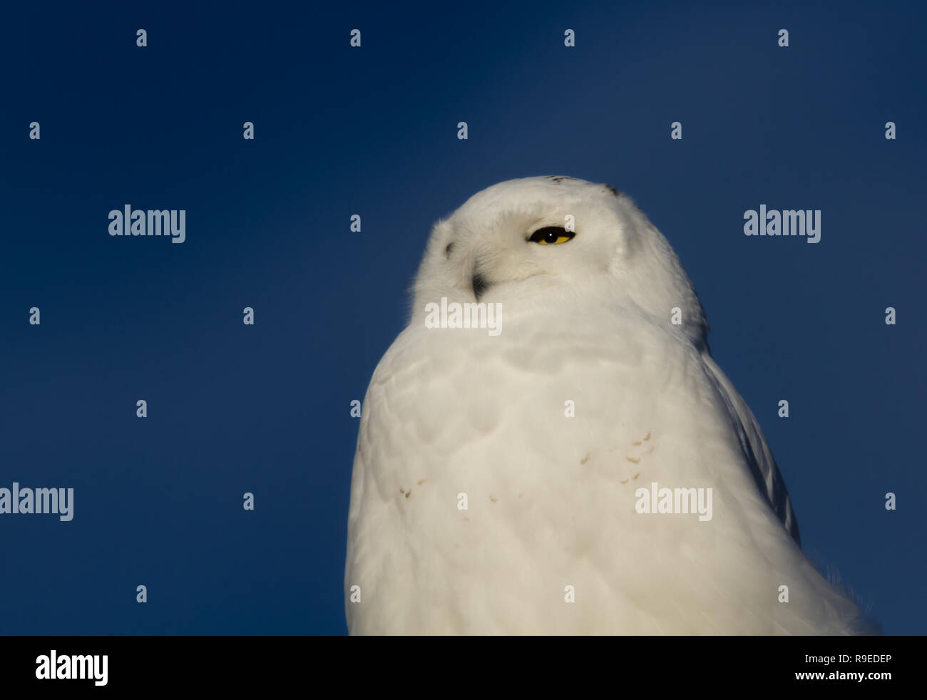 Snowy owl keeps watch over Alberta, Canada, countryside on a sunny winter day with a deep blue sky Stock Photo