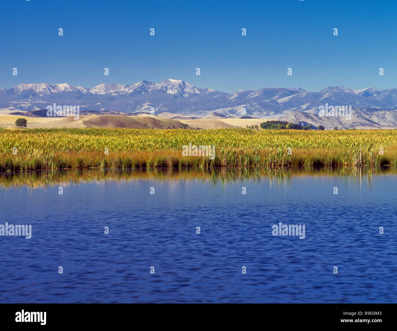 wetland in the jefferson river valley below the tobacco root mountains near three forks, montana Stock Photo