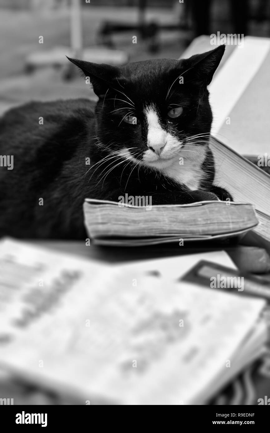 Black and white cat sleeping on books in a Venetian bookstore Stock Photo