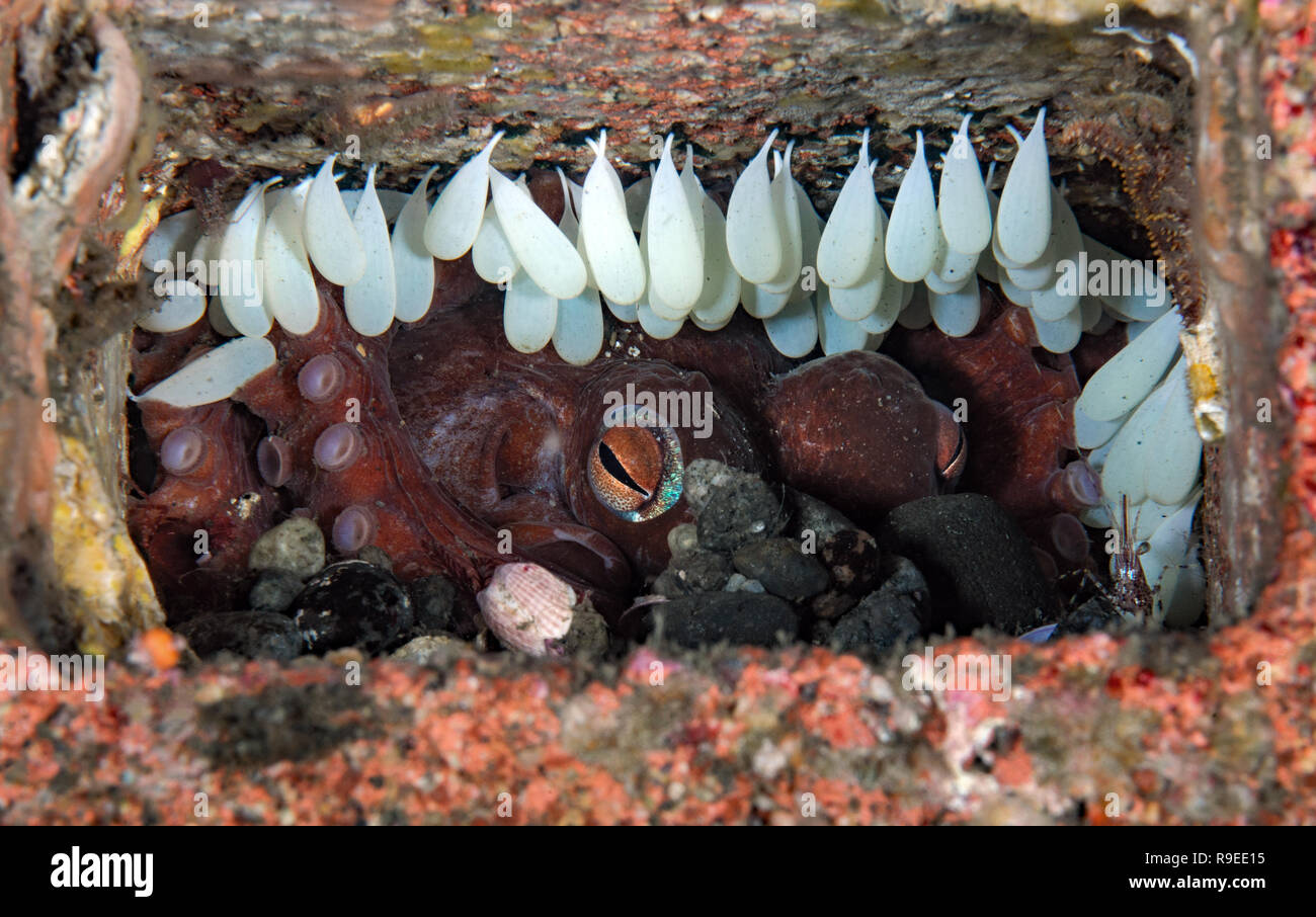 Octopus bimaculoides nest Stock Photo