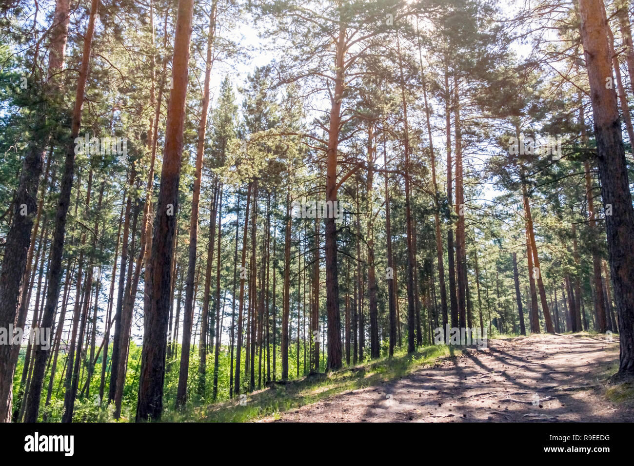 Sunny pathway in the forest on a summer day with pine trees shadows Stock Photo