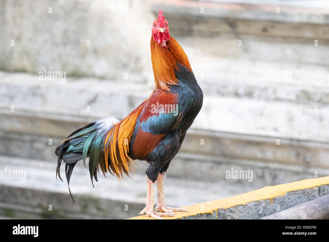 Thai rooster looking at me. Stock Photo