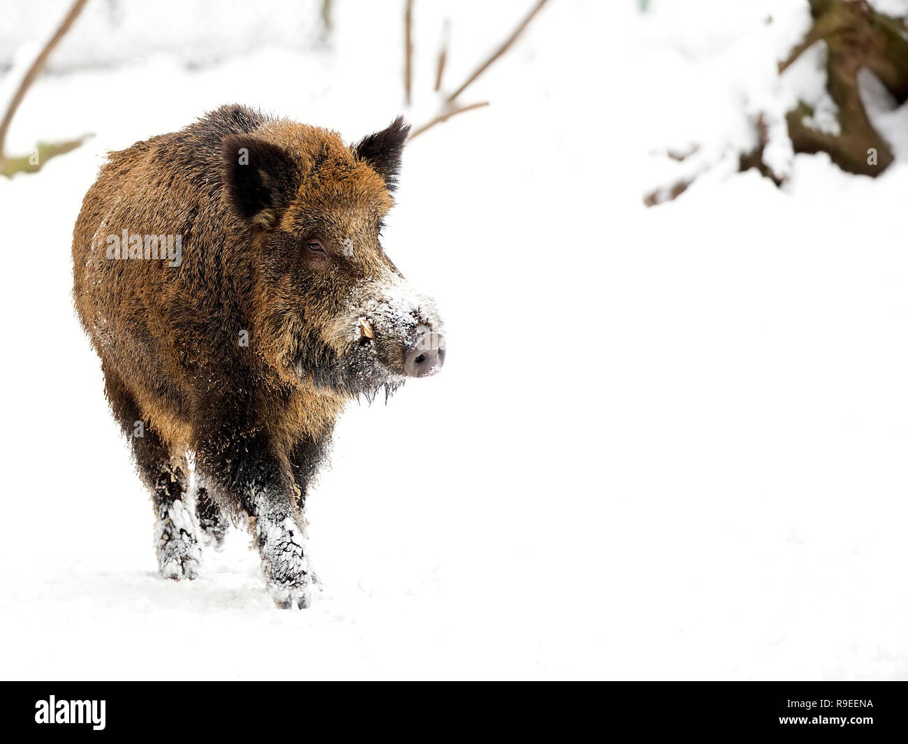 Wild boar in winter Stock Photo