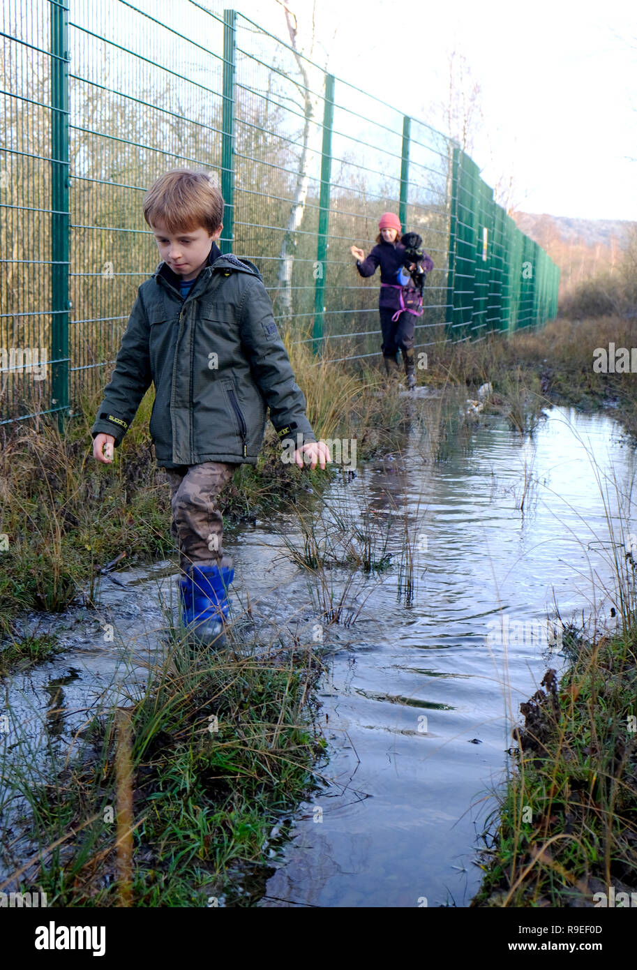 7 year old boy wading through deep puddles in woodland while his mum follows carrying the family puppy Stock Photo
