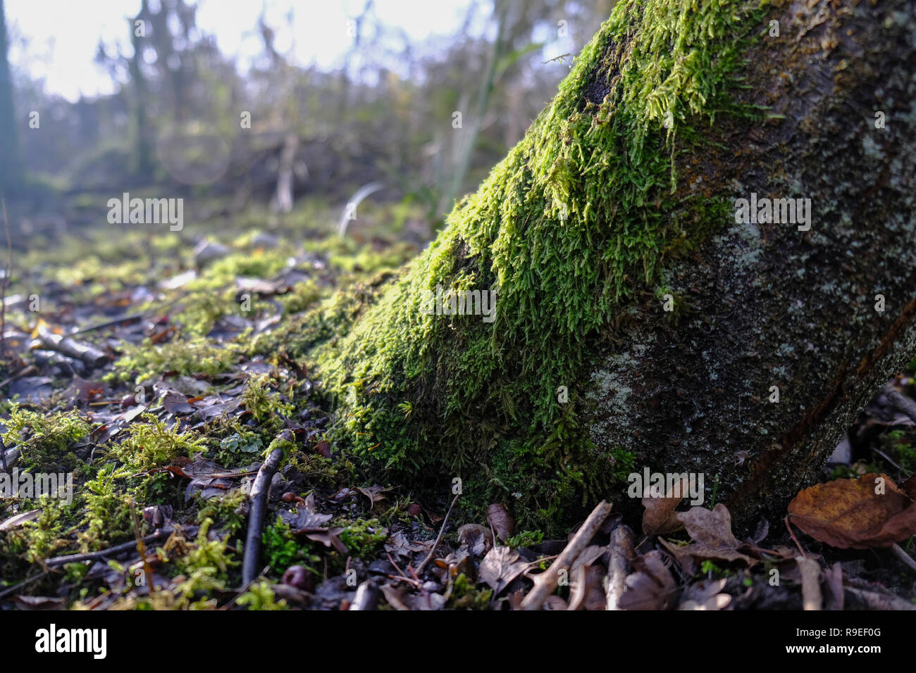 low winter sun over a moss covered tree trunk in and English woodland Stock Photo