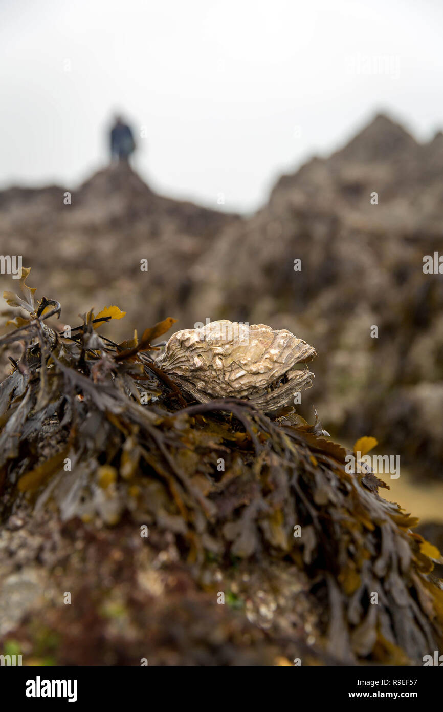 Plerin (Brittany, north-western France): Oyster on seaweed hanging on a rock. Stock Photo