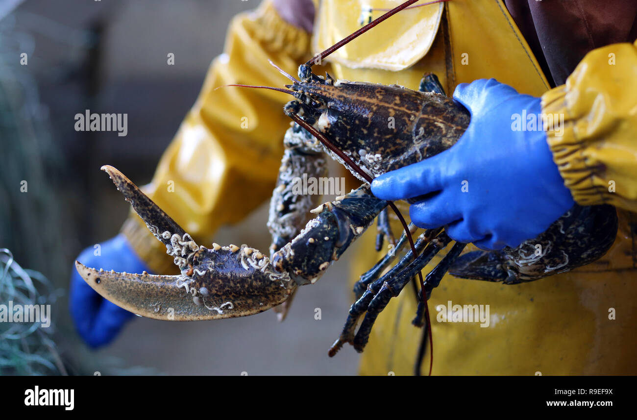 Deepsea fishing with nets and lobster pots, on board a netter from