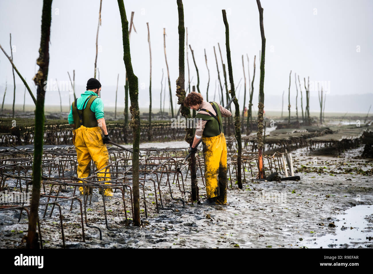 Oyster farming hires stock photography and images Alamy