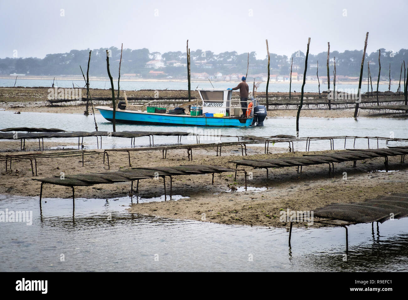 Arcachon Bay (southwestern France). Oyster farming. Oyster beds