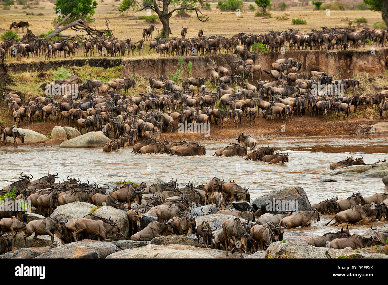 herd of white-bearded wildebeest (Connochaetes taurinus mearnsi) crossing Mara River on annual migration, Serengeti National Park, UNESCO world herita Stock Photo