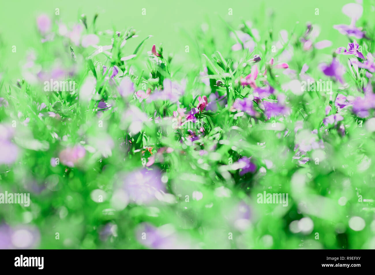 Meadow background of grass summer spring Stock Photo