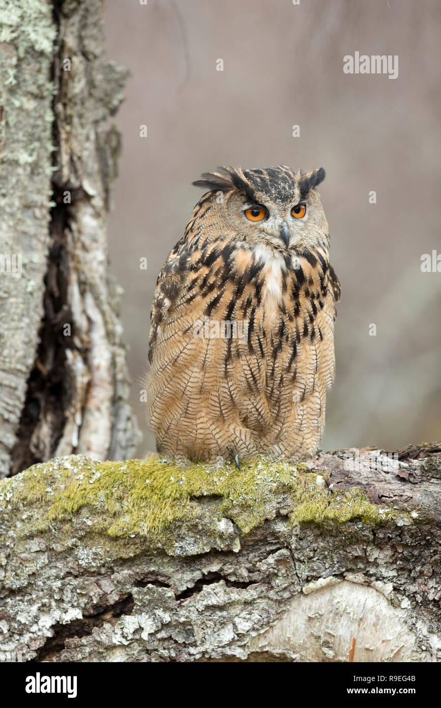 Eagle Owl Bubo bubo;Single; Captive UK Stock Photo