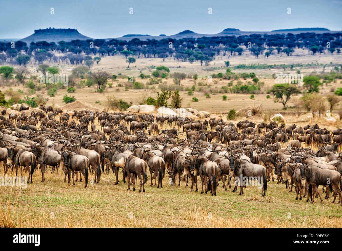 herd of white-bearded wildebeest (Connochaetes taurinus mearnsi) on annual migration, Serengeti National Park, UNESCO world heritage site, Tanzania, A Stock Photo