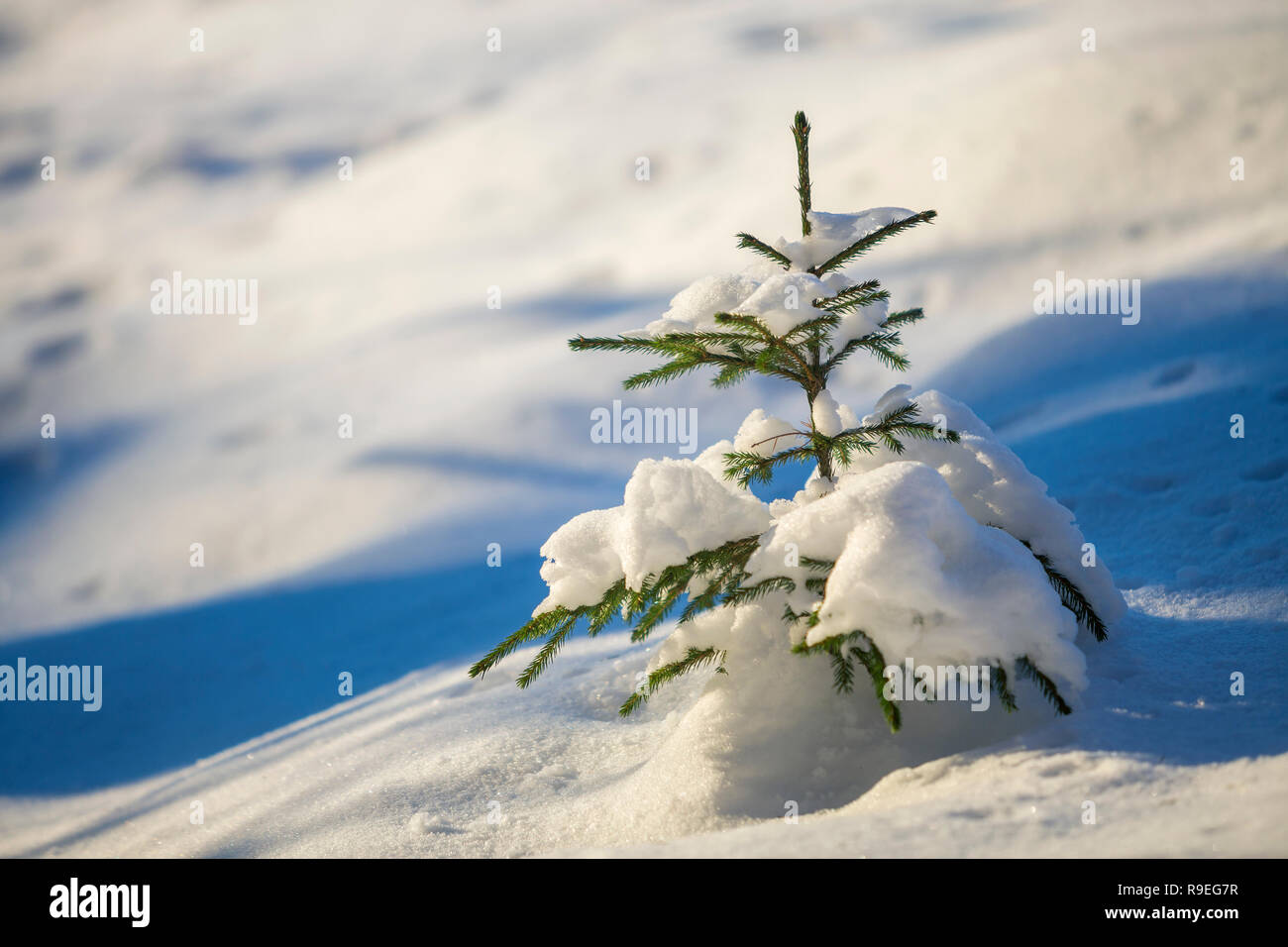 Young tender spruce tree with green needles covered with deep snow and ...