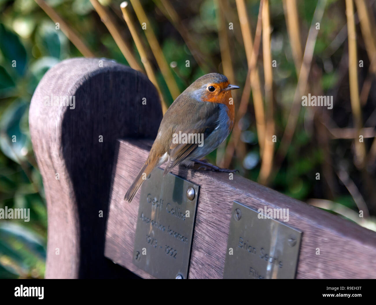 Close-up of a  friendly Robin poses on a memorial bench Stock Photo