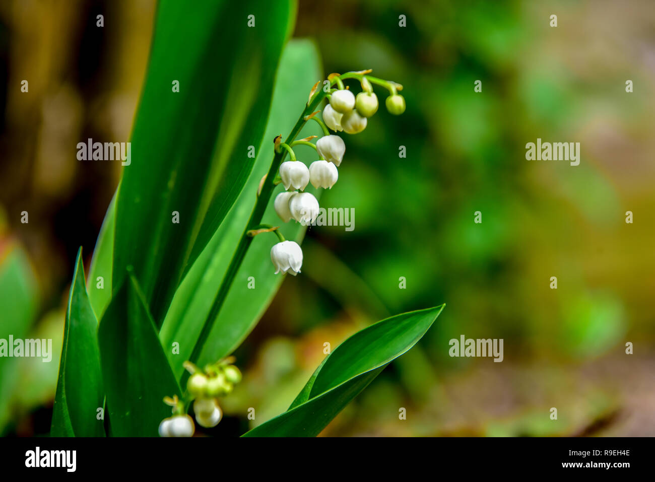 blooming flower lily of the valley in the garden Stock Photo - Alamy