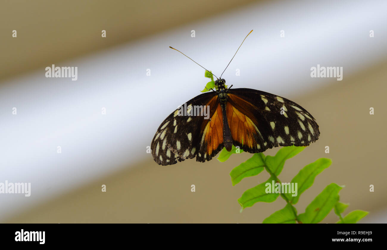 Hecale Longwing | Heliconius hecale or Hecale longwing, golden longwing or golden heliconian.  A heliconiid butterfly found in Mexico and southward. Stock Photo