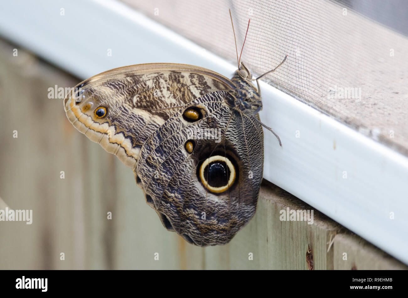 Owl (Caligo memnon) butterfly with wings closed on a window frame. Stock Photo