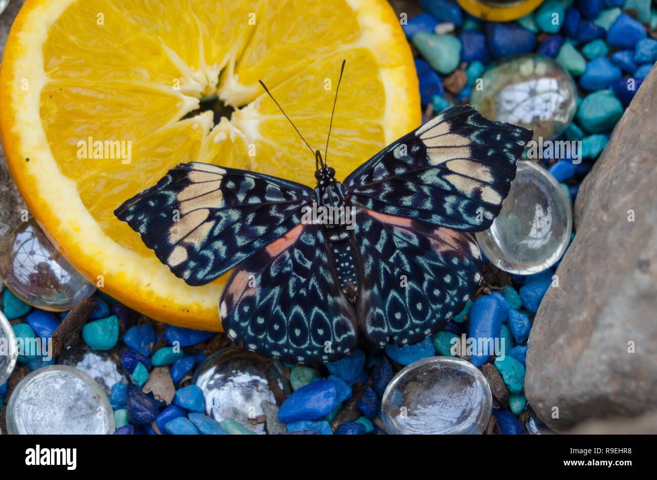 Blue Cracker (Hamadryas arinome) butterfly on an orange slice surrounded by blue pebbles.  Crackers are a Neotropical group of medium size butterfly Stock Photo